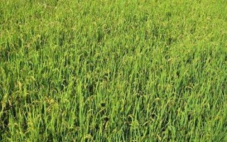 圳優(yōu)1127水稻種子特點(diǎn)，尤其注意防治稻瘟病