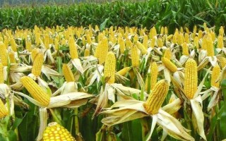 登峰101玉米種子特征特性，注意防治病蟲害