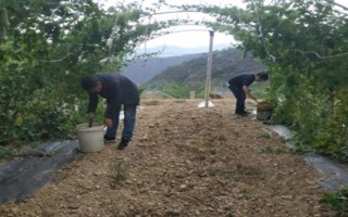 苦瓜長蟲不用藥怎么防治，懸掛黃板可以起到誘殺效果