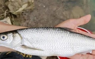 釣白條魚用什么餌料，可選擇自然餌或商品餌