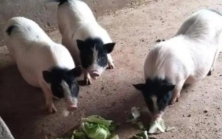養(yǎng)10只香豬的年利潤，減去成本后一年可獲利2萬元左右
