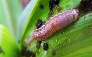 玉米粘蟲的發(fā)生規(guī)律，雨水多的年份黏蟲往往發(fā)生較多