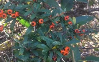 火棘的花語，寓意紅紅火火