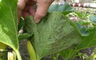 棚室更茬換季要注意什么，為圖省事將殘株雜草翻入地中容易引發(fā)病蟲害