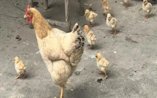 母雞的雞冠很大是正常的嗎，母雞的雞冠非常大不正常
