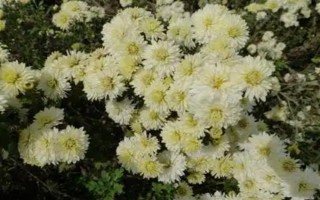 安徽省亳州市的特產(chǎn)，有蘇趙梨、苔干菜等