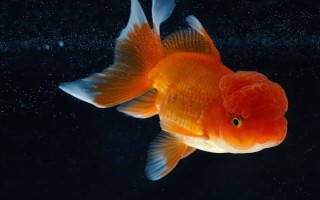 金魚的魚鰭數(shù)量，分為尾鰭、臀鰭、背鰭、腹鰭、胸鰭這5個