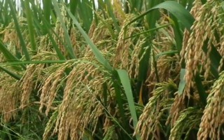 新稻58號水稻種子特點，播種量每平方米300克