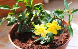 金鉤吻的花期在幾月，花期在9-10月份