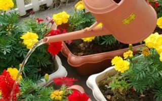 養(yǎng)花如何澆水，以下6個原則要謹記