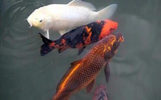 鯉魚(yú)的品種，常見(jiàn)的有紅鯉、豐鯉、錦鯉等