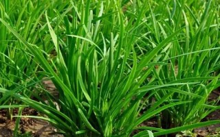 韭菜的催芽方法，播種前都需放置到陽(yáng)光下晾曬2-3天
