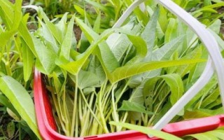 耐高溫的蔬菜有哪些品種，空心菜、黃瓜、西葫蘆等品種比較耐高溫