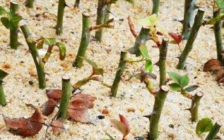 月季花的扦插時(shí)間，嫩枝扦插在每年的4-5月或9-10月