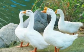 鵝以什么為食，食物包括玉米、小麥、包菜、小魚蝦等種類