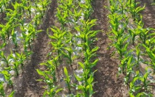 泰美甜3號玉米種簡介，生育期為85.8天