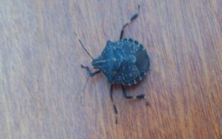 臭蟲怕什么，殺蟲水乳劑可將其殺死