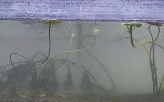 怎么才能讓魚缸里的死水變成活水，最好安裝一個(gè)過(guò)濾器