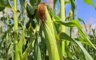 皖墾玉506玉米種子簡(jiǎn)介，普通夏玉米品種