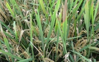 廣紅3號(hào)水稻種子介紹，全生育期143.4天
