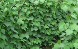 蕓豆何時(shí)噴施磷酸二氫鉀，結(jié)莢鼓粒時(shí)噴肥效果更佳
