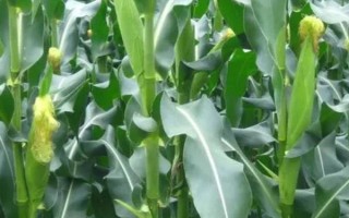 YN2101玉米品種簡(jiǎn)介，種植密度不宜過(guò)大
