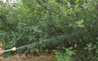 何時(shí)對(duì)果樹(shù)使用鈣肥，分別在落花后、膨大期、采摘前追施
