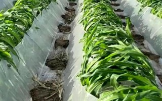 怎么用地膜種玉米，育苗移栽需要先栽苗再覆膜