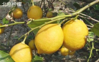 檸檬苗推薦品種，尤力克、菲諾、熱那亞等品種值得選擇
