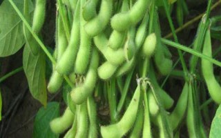 于氏11大豆種簡(jiǎn)介，鮮食春大豆品種