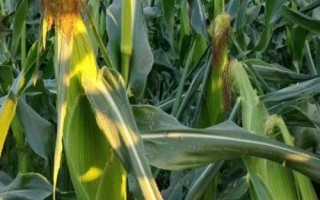 先玉1709玉米種子特點(diǎn)，種植密度6000株/畝左右