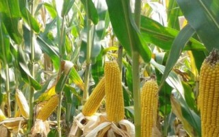 隴單336玉米種子特點(diǎn)，春季4月15日左右播種