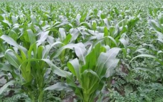 聯(lián)農(nóng)106玉米種子介紹，適宜播種期4月下旬—5月上旬