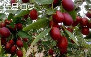 陜西省榆林市的特色水果，包括清澗紅棗和陜北山杏等種類