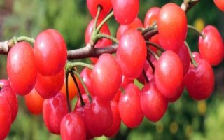 早紅珠櫻桃與福晨櫻桃品質(zhì)對比，早紅珠櫻桃一般更為優(yōu)質(zhì)