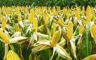 現(xiàn)代468玉米種子特點(diǎn)，適宜播種期6月上中旬