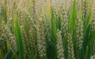 鄂麥572小麥種子簡介，重點防治紋枯病