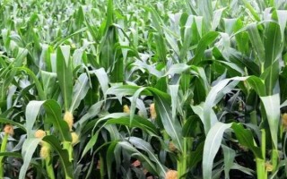 豐田833玉米品種的特性，高抗莖腐病（0%HR）