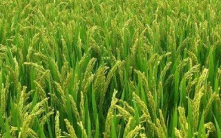遂兩優(yōu)164水稻種子簡介，每畝有效穗數(shù)14.6萬