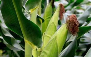 甘宇301玉米品種簡(jiǎn)介，種植密度每畝6500株