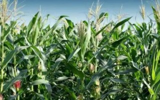 同福9號(hào)玉米種子特征特性，春播平均生育期115.5天