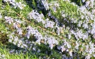 迷迭香的花語，是愛情、忠貞和友誼的象征