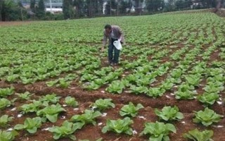 奶白菜如何種植，以條播較好