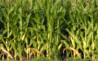 艾克信6玉米種簡(jiǎn)介，中抗穗腐病