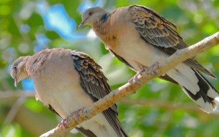 斑鳩怎么分公母，可根據(jù)頭的形狀、眼睛位置或眉毛長短等分辨