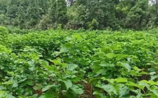 桑園冬季管理事項(xiàng)，要做好清園工作