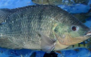 羅非魚是不是福壽魚，別稱福壽魚、吳郭魚