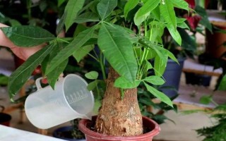 發(fā)財樹使用多少粒復(fù)合肥，株高1米可使用5-8粒