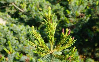 對植物使用硫酸亞鐵的作用，能起到調(diào)節(jié)酸堿度、補充營養(yǎng)等效果