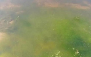 小龍蝦池塘爆發(fā)青苔如何處理，數(shù)量較少時可人工捕撈